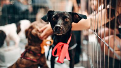 Photo of Best Home Security System for Pet Owners