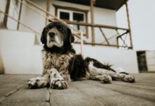 Photo of  How Can Dogs Help Secure Our Homes?