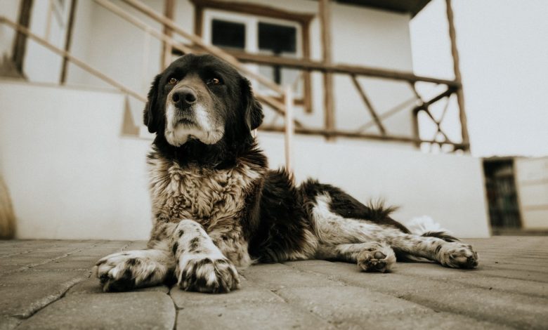  How Can Dogs Help Secure Our Homes?