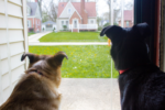 Can You Rely on Dogs for Preventing Break-Ins