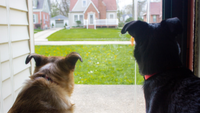 Photo of Can You Rely on Dogs for Preventing Break-Ins?