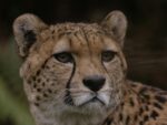 Are Cheetah Stun Guns Good?